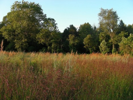 Indian-grass and Purple Top